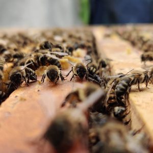 Essaim d&rsquo;abeilles