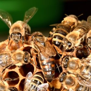 Reine abeille