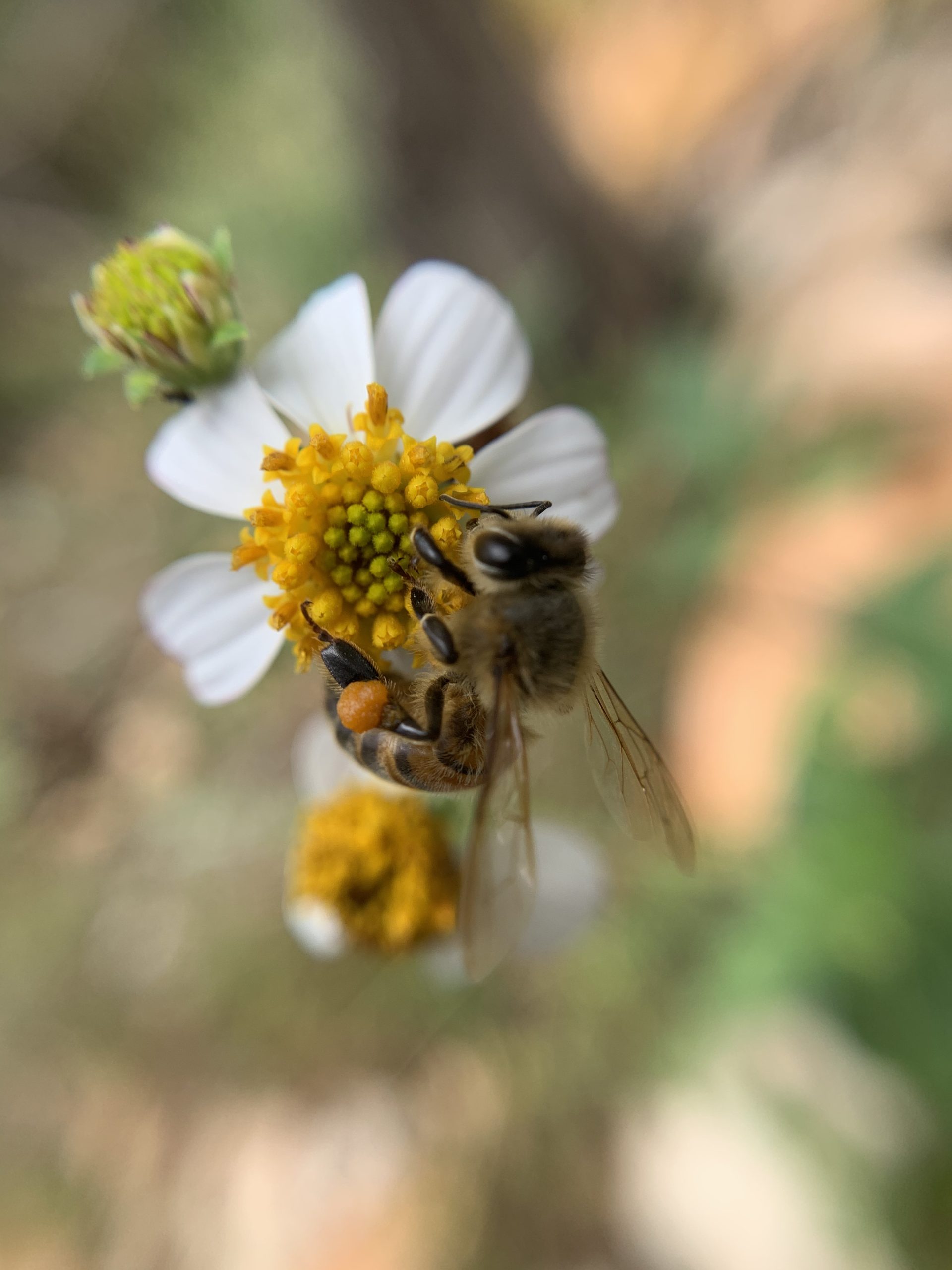 Le travail des abeilles 🐝