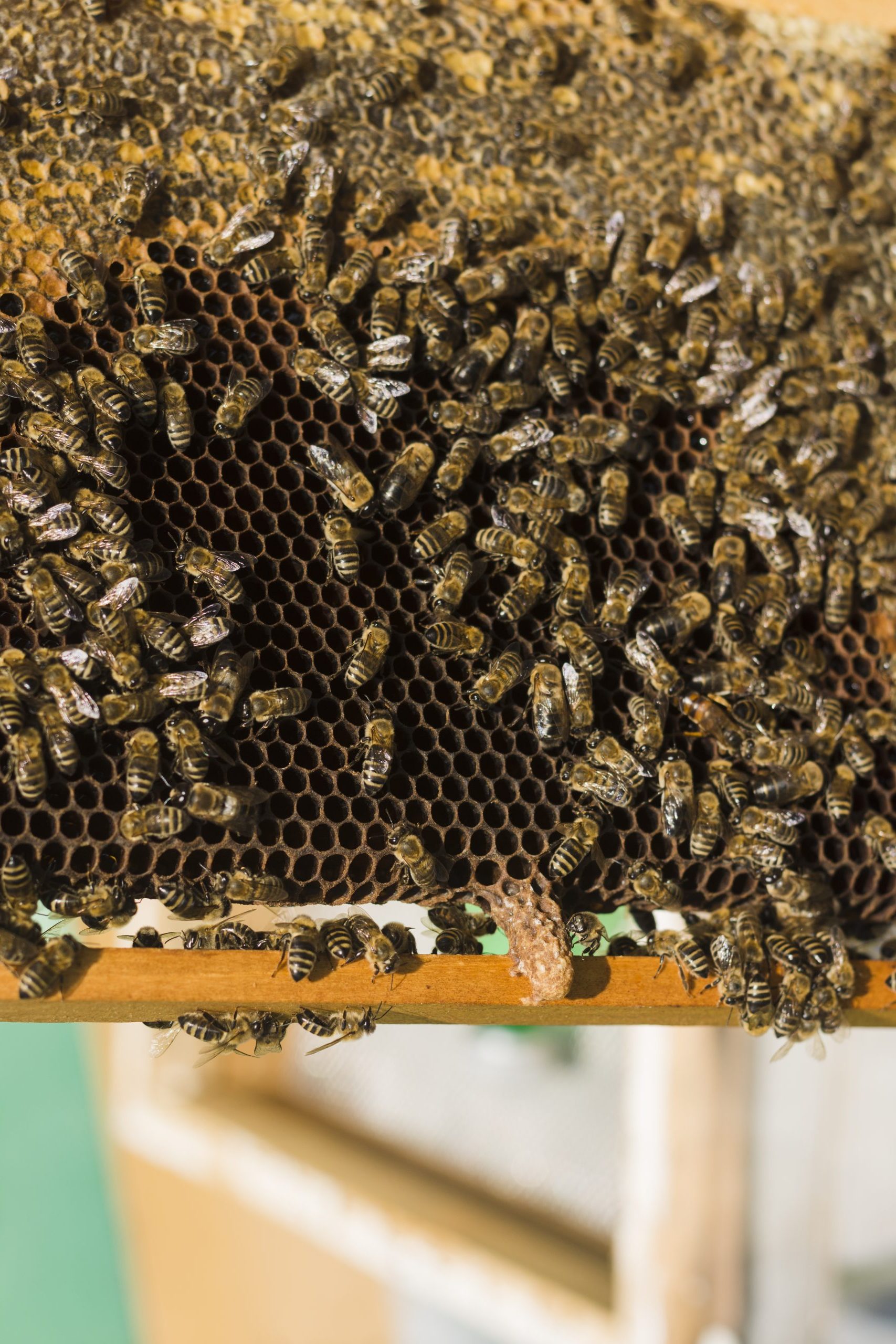 Cadre de ruche avec abeilles